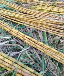 Sugarcane Plant Cuttings - 20 Pcs Yellow & Purple, 1-2 Ft Long, Live Perennial Grass - Image 6