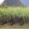 Sugarcane Plant Cuttings - 20 Pcs Yellow & Purple, 1-2 Ft Long, Live Perennial Grass - Image 1