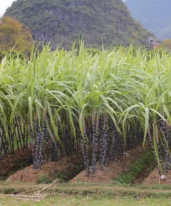 Sugarcane Plant Cuttings - 20 Pcs Yellow & Purple, 1-2 Ft Long, Live Perennial Grass - Image 1
