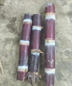 Sugarcane Plant Cuttings - 20 Pcs Yellow & Purple, 1-2 Ft Long, Live Perennial Grass - Image 7