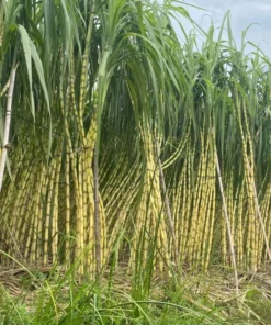 Sugarcane Plant Cuttings - 20 Pcs Yellow & Purple, 1-2 Ft Long, Live Perennial Grass - Image 8