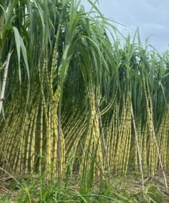 Sugarcane Plant Cuttings - 20 Pcs Yellow & Purple, 1-2 Ft Long, Live Perennial Grass - Image 9