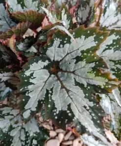 Summer Storm Begonia Live Plant - Rex Begonia 5-7 Inch Tall Starter - Image 2