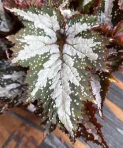 Summer Storm Begonia Live Plant - Rex Begonia 5-7 Inch Tall Starter - Image 3