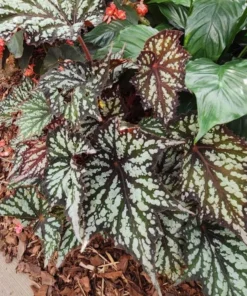 Summer Storm Begonia Live Plant - Rex Begonia 5-7 Inch Tall Starter - Image 5