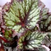 Summer Storm Begonia Live Plants - 2 Pack, 5-7" Tall, Bush Angel Wing Type, Indoor/Outdoor - Image 1