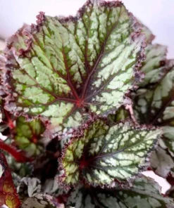 Summer Storm Begonia Live Plants - 2 Pack, 5-7" Tall, Bush Angel Wing Type, Indoor/Outdoor - Image 1