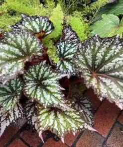 Summer Storm Begonia Live Plants - 2 Pack, 5-7" Tall, Bush Angel Wing Type, Indoor/Outdoor - Image 2