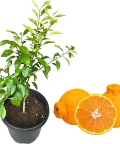 Sumo Mandarin Live Plant - Sweet Tangerine Fruit Tree Seedling, 2 ft Tall in 3 Gallon Pot - Image 3