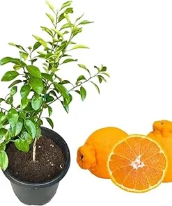 Sumo Mandarin Live Plant - Sweet Tangerine Fruit Tree Seedling, 2 ft Tall in 3 Gallon Pot - Image 4