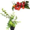 Surinam Cherry Tree Live Plant, Sweet Fruit Tree Starter, 2-3 Ft Tall, 3 Gallon Pot, Outdoor - Image 1