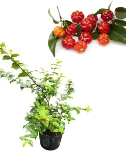 Surinam Cherry Tree Live Plant, Sweet Fruit Tree Starter, 2-3 Ft Tall, 3 Gallon Pot, Outdoor - Image 6