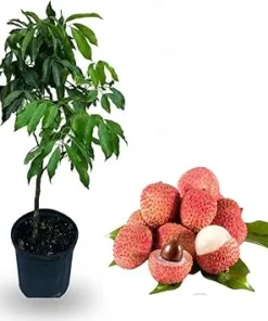 Sweetheart Lychee Tree Live Plant - Airlayered Litchi Fruit Tree, 3-4 Ft Tall, 3 Gallon Pot - Image 2