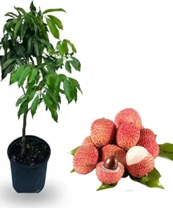Sweetheart Lychee Tree Live Plant - Airlayered Litchi Fruit Tree, 3-4 Ft Tall, 3 Gallon Pot - Image 7