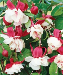 Swingtime Fuchsia Live Plant - 5 Inch Pot, Red & White Flowering Shrub - Image 1