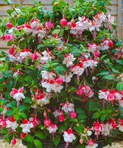 Swingtime Fuchsia Live Plant - 5 Inch Pot, Red & White Flowering Shrub - Image 3