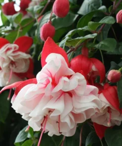 Swingtime Fuchsia Live Plant - 5 Inch Pot, Red & White Flowering Shrub - Image 4