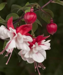 Swingtime Fuchsia Live Plant - 5 Inch Pot, Red & White Flowering Shrub - Image 5