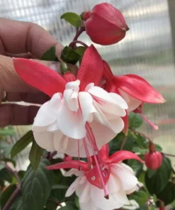 Swingtime Fuchsia Live Plant - 5 Inch Pot, Red & White Flowering Shrub - Image 6