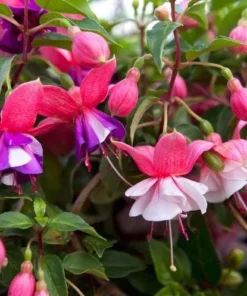 Swingtime Fuchsia Live Plant - 5 Inch Pot, Red & White Flowering Shrub - Image 8