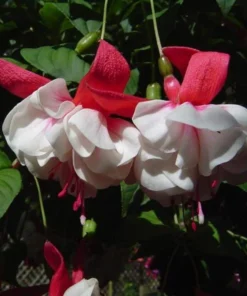Swingtime Fuchsia Live Plant - 5 Inch Pot, Red & White Flowering Shrub - Image 9