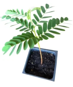 Tamarind Live Starter Plant - 4 Inch Pot - Tropical Fruit Tree Seedling - Image 10