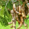 Tamarind Live Starter Plant - 4 Inch Pot - Tropical Fruit Tree Seedling - Image 1