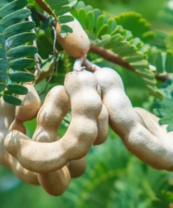 Tamarind Live Starter Plant - 4 Inch Pot - Tropical Fruit Tree Seedling - Image 3