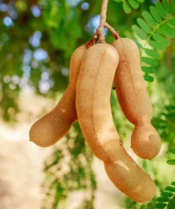 Tamarind Live Starter Plant - 4 Inch Pot - Tropical Fruit Tree Seedling - Image 4