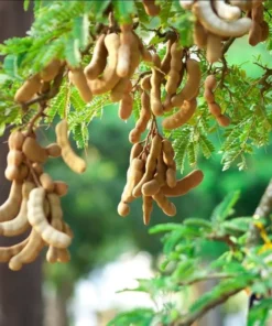 Tamarind Live Starter Plant - 4 Inch Pot - Tropical Fruit Tree Seedling - Image 6
