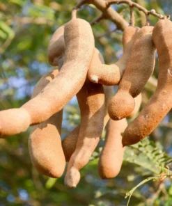 Tamarind Live Starter Plant - 4 Inch Pot - Tropical Fruit Tree Seedling - Image 7