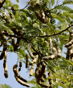 Tamarind Live Starter Plant - 4 Inch Pot - Tropical Fruit Tree Seedling - Image 9