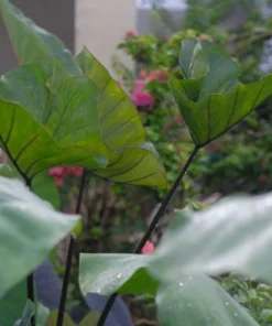 Tea Cup Colocasia Live Plant – Rare Elephant Ear Taro – 5-9