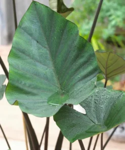 Tea Cup Colocasia Live Plant – Rare Elephant Ear Taro – 5-9