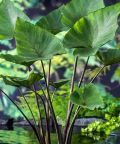 Tea Cup Colocasia Live Plant – Rare Elephant Ear Taro – 5-9