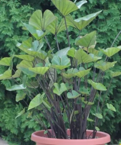 Tea Cup Colocasia Live Plant – Rare Elephant Ear Taro – 5-9" Tall – Indoor/Outdoor - Image 1