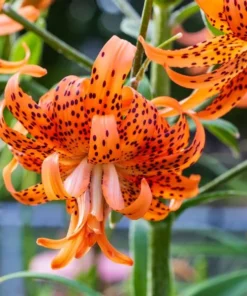 Tiger Lily Live Starter Plant - 2 Pack - Double Orange Flowers - 4 Inch Pot - Image 2