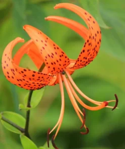Tiger Lily Live Starter Plant - 2 Pack - Double Orange Flowers - 4 Inch Pot - Image 3