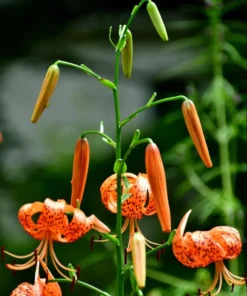Tiger Lily Live Starter Plant - 2 Pack - Double Orange Flowers - 4 Inch Pot - Image 4