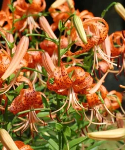 Tiger Lily Live Starter Plant - 2 Pack - Double Orange Flowers - 4 Inch Pot - Image 5