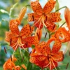 Tiger Lily Live Starter Plant - 2 Pack - Double Orange Flowers - 4 Inch Pot - Image 1