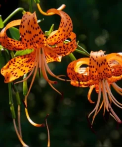 Tiger Lily Live Starter Plant - 2 Pack - Double Orange Flowers - 4 Inch Pot - Image 6