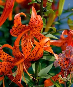 Tiger Lily Live Starter Plant - 2 Pack - Double Orange Flowers - 4 Inch Pot - Image 9