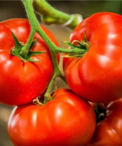 Tomato Champion Live Plant 2-Pack – Red Sweet Tomato – 4 Inch Pot – 6-8 Inch Tall - Image 2