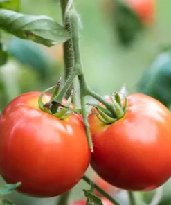 Tomato Champion Live Plant 2-Pack – Red Sweet Tomato – 4 Inch Pot – 6-8 Inch Tall - Image 3