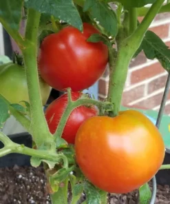 Tomato Champion Live Plant 2-Pack – Red Sweet Tomato – 4 Inch Pot – 6-8 Inch Tall - Image 4