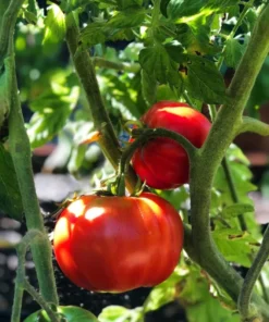 Tomato Champion Live Plant 2-Pack – Red Sweet Tomato – 4 Inch Pot – 6-8 Inch Tall - Image 6