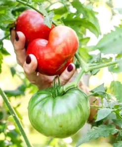 Tomato Champion Live Plant 2-Pack – Red Sweet Tomato – 4 Inch Pot – 6-8 Inch Tall - Image 7