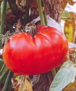 Tomato Champion Live Plant 2-Pack – Red Sweet Tomato – 4 Inch Pot – 6-8 Inch Tall - Image 8