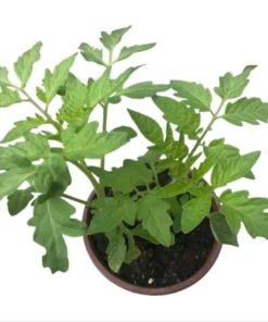 Tomato Champion Live Plant 2-Pack – Red Sweet Tomato – 4 Inch Pot – 6-8 Inch Tall - Image 9